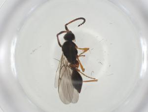  ( - CBG-A27771-B06)  @11 [ ] CreativeCommons - Attribution Share - Alike (2024) Centre for Biodiversity Genomics Centre for Biodiversity Genomics