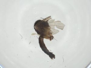  ( - CBG-A27771-E08)  @11 [ ] CreativeCommons - Attribution Share - Alike (2024) Centre for Biodiversity Genomics Centre for Biodiversity Genomics