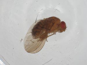  ( - CBG-A27773-G09)  @11 [ ] CreativeCommons - Attribution Share - Alike (2024) Centre for Biodiversity Genomics Centre for Biodiversity Genomics