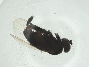  ( - CBG-A27796-G09)  @11 [ ] CreativeCommons - Attribution Share - Alike (2024) Centre for Biodiversity Genomics Centre for Biodiversity Genomics