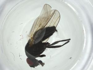  ( - CBG-A27796-H05)  @11 [ ] CreativeCommons - Attribution Share - Alike (2024) Centre for Biodiversity Genomics Centre for Biodiversity Genomics