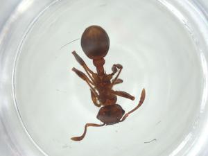  ( - CBG-A27796-H06)  @11 [ ] CreativeCommons - Attribution Share - Alike (2024) Centre for Biodiversity Genomics Centre for Biodiversity Genomics