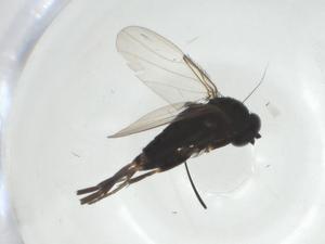  ( - CBG-A27798-C04)  @11 [ ] CreativeCommons - Attribution Share - Alike (2024) Centre for Biodiversity Genomics Centre for Biodiversity Genomics