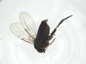  ( - CBG-A27798-H06)  @11 [ ] CreativeCommons - Attribution Share - Alike (2024) Centre for Biodiversity Genomics Centre for Biodiversity Genomics