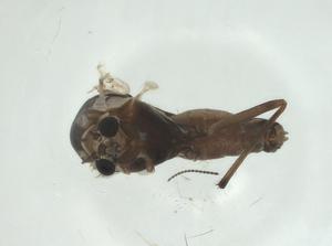  ( - CBG-A27799-D10)  @11 [ ] CreativeCommons - Attribution Share - Alike (2024) Centre for Biodiversity Genomics Centre for Biodiversity Genomics