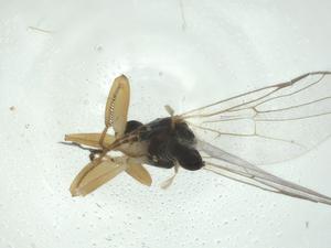  ( - CBG-A27799-D12)  @11 [ ] CreativeCommons - Attribution Share - Alike (2024) Centre for Biodiversity Genomics Centre for Biodiversity Genomics