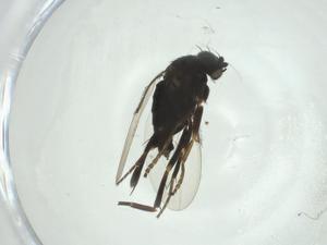  ( - CBG-A27799-F06)  @11 [ ] CreativeCommons - Attribution Share - Alike (2024) Centre for Biodiversity Genomics Centre for Biodiversity Genomics