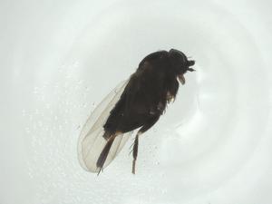  ( - CBG-A27799-F08)  @11 [ ] CreativeCommons - Attribution Share - Alike (2024) Centre for Biodiversity Genomics Centre for Biodiversity Genomics