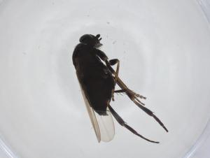  ( - CBG-A27800-D03)  @11 [ ] CreativeCommons - Attribution Share - Alike (2024) Centre for Biodiversity Genomics Centre for Biodiversity Genomics