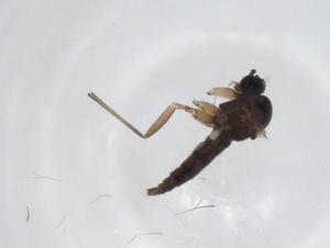  ( - CBG-A27800-E08)  @11 [ ] CreativeCommons - Attribution Share - Alike (2024) Centre for Biodiversity Genomics Centre for Biodiversity Genomics