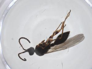  ( - CBG-A27800-F08)  @11 [ ] CreativeCommons - Attribution Share - Alike (2024) Centre for Biodiversity Genomics Centre for Biodiversity Genomics