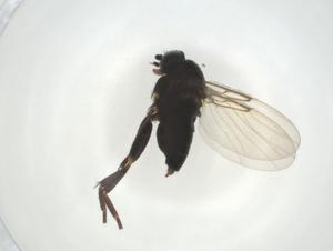  ( - CBG-A27801-C02)  @11 [ ] CreativeCommons - Attribution Share - Alike (2024) Centre for Biodiversity Genomics Centre for Biodiversity Genomics