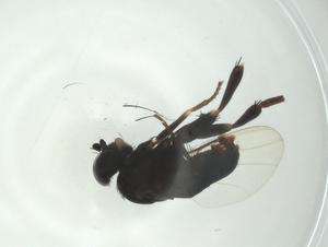  ( - CBG-A27802-A03)  @11 [ ] CreativeCommons - Attribution Share - Alike (2024) Centre for Biodiversity Genomics Centre for Biodiversity Genomics