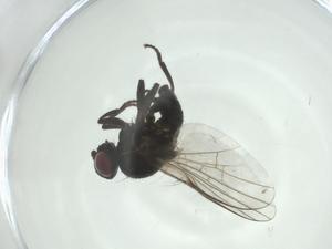  ( - CBG-A27802-D05)  @11 [ ] CreativeCommons - Attribution Share - Alike (2024) Centre for Biodiversity Genomics Centre for Biodiversity Genomics