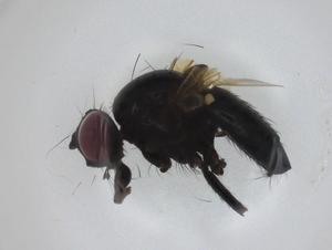  ( - CBG-A27805-F07)  @11 [ ] CreativeCommons - Attribution Share - Alike (2024) Centre for Biodiversity Genomics Centre for Biodiversity Genomics