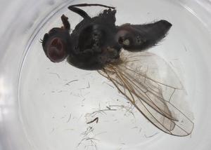  ( - CBG-A27805-H04)  @11 [ ] CreativeCommons - Attribution Share - Alike (2024) Centre for Biodiversity Genomics Centre for Biodiversity Genomics