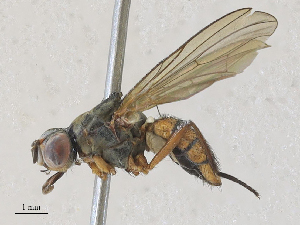  ( - CBG-A28407-B07)  @11 [ ] CreativeCommons - Attribution Share - Alike (2024) CBG Photography Group Centre for Biodiversity Genomics