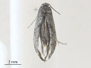  ( - CBG-A28407-E12)  @11 [ ] CreativeCommons - Attribution Share - Alike (2024) CBG Photography Group Centre for Biodiversity Genomics