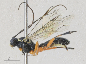  ( - CBG-A28408-D05)  @11 [ ] CreativeCommons - Attribution Share - Alike (2024) CBG Photography Group Centre for Biodiversity Genomics