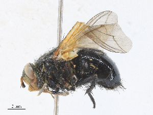  ( - CBG-A28408-H02)  @11 [ ] CreativeCommons - Attribution Share - Alike (2024) CBG Photography Group Centre for Biodiversity Genomics