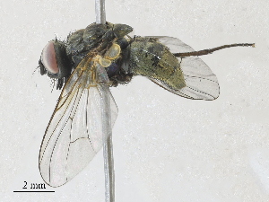  ( - CBG-A28409-C08)  @11 [ ] CreativeCommons - Attribution Share - Alike (2024) CBG Photography Group Centre for Biodiversity Genomics