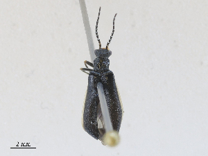  ( - CBG-A28409-G05)  @11 [ ] CreativeCommons - Attribution Share - Alike (2024) CBG Photography Group Centre for Biodiversity Genomics