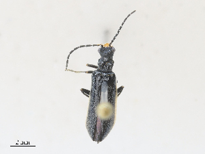  ( - CBG-A28409-G10)  @11 [ ] CreativeCommons - Attribution Share - Alike (2024) CBG Photography Group Centre for Biodiversity Genomics