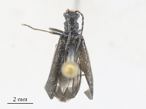  ( - CBG-A28409-H02)  @11 [ ] CreativeCommons - Attribution Share - Alike (2024) CBG Photography Group Centre for Biodiversity Genomics