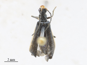  ( - CBG-A28409-H05)  @11 [ ] CreativeCommons - Attribution Share - Alike (2024) CBG Photography Group Centre for Biodiversity Genomics