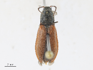  ( - CBG-A28409-H07)  @11 [ ] CreativeCommons - Attribution Share - Alike (2024) CBG Photography Group Centre for Biodiversity Genomics