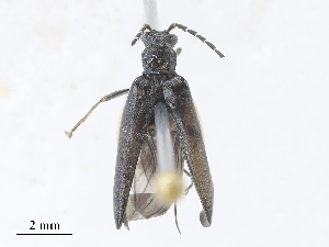  ( - CBG-A28409-H08)  @11 [ ] CreativeCommons - Attribution Share - Alike (2024) CBG Photography Group Centre for Biodiversity Genomics