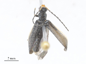  ( - CBG-A28409-H11)  @11 [ ] CreativeCommons - Attribution Share - Alike (2024) CBG Photography Group Centre for Biodiversity Genomics