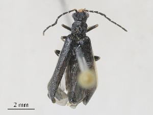  ( - CBG-A28410-C08)  @11 [ ] CreativeCommons - Attribution Share - Alike (2024) CBG Photography Group Centre for Biodiversity Genomics