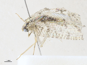  ( - CBG-A28410-F10)  @11 [ ] CreativeCommons - Attribution Share - Alike (2024) CBG Photography Group Centre for Biodiversity Genomics