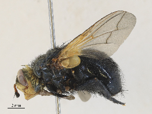  ( - CBG-A28411-A02)  @11 [ ] CreativeCommons - Attribution Share - Alike (2024) CBG Photography Group Centre for Biodiversity Genomics