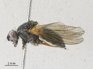  ( - CBG-A28411-D06)  @11 [ ] CreativeCommons - Attribution Share - Alike (2024) CBG Photography Group Centre for Biodiversity Genomics