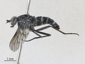  ( - CBG-A28411-E05)  @11 [ ] CreativeCommons - Attribution Share - Alike (2024) CBG Photography Group Centre for Biodiversity Genomics