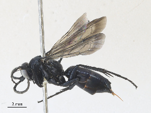  ( - CBG-A28411-G10)  @11 [ ] CreativeCommons - Attribution Share - Alike (2024) CBG Photography Group Centre for Biodiversity Genomics