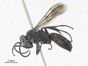  ( - CBG-A28411-H02)  @11 [ ] CreativeCommons - Attribution Share - Alike (2024) CBG Photography Group Centre for Biodiversity Genomics