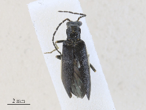  ( - CBG-A28412-E02)  @11 [ ] CreativeCommons - Attribution Share - Alike (2024) CBG Photography Group Centre for Biodiversity Genomics