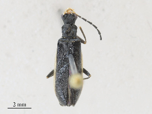  ( - CBG-A28412-E12)  @11 [ ] CreativeCommons - Attribution Share - Alike (2024) CBG Photography Group Centre for Biodiversity Genomics