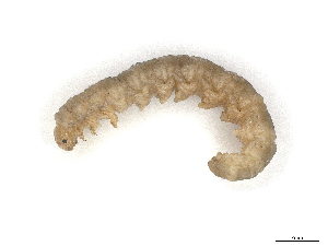  ( - CBG-A28412-G07)  @11 [ ] CreativeCommons - Attribution Share-Alike (2024) CBG Photography Group Centre for Biodiversity Genomics