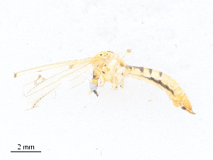  ( - CBG-A28412-H10)  @11 [ ] CreativeCommons - Attribution Share - Alike (2024) CBG Photography Group Centre for Biodiversity Genomics
