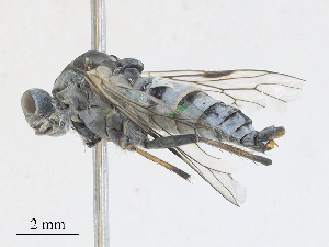  ( - CBG-A28453-G03)  @11 [ ] CreativeCommons - Attribution Share - Alike (2024) CBG Photography Group Centre for Biodiversity Genomics