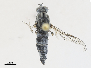  ( - CBG-A28453-G04)  @11 [ ] CreativeCommons - Attribution Share - Alike (2024) CBG Photography Group Centre for Biodiversity Genomics