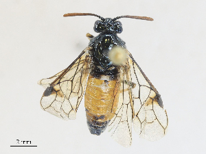  ( - CBG-A28453-G05)  @11 [ ] CreativeCommons - Attribution Share - Alike (2024) CBG Photography Group Centre for Biodiversity Genomics