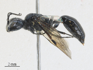  ( - CBG-A28453-G06)  @11 [ ] CreativeCommons - Attribution Share - Alike (2024) CBG Photography Group Centre for Biodiversity Genomics