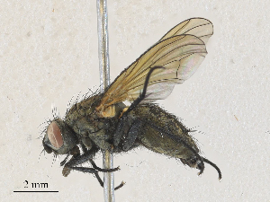  ( - CBG-A28454-B02)  @11 [ ] CreativeCommons - Attribution Share - Alike (2024) CBG Photography Group Centre for Biodiversity Genomics