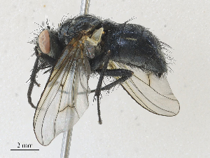  ( - CBG-A28454-B10)  @11 [ ] CreativeCommons - Attribution Share - Alike (2024) CBG Photography Group Centre for Biodiversity Genomics