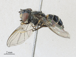  ( - CBG-A28454-C08)  @11 [ ] CreativeCommons - Attribution Share - Alike (2024) CBG Photography Group Centre for Biodiversity Genomics